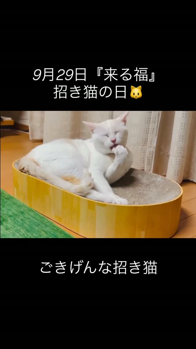 ごきげんな招き猫